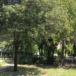 Via Orazio